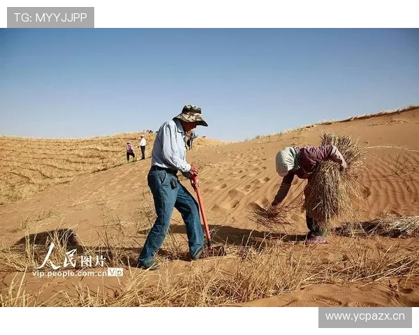 挖掘机荒漠防沙治沙植被